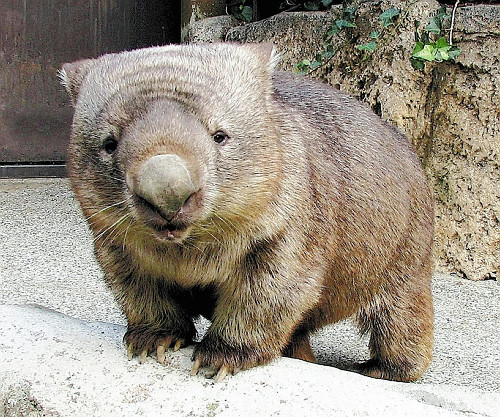 ウォンバット掲示板