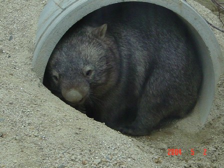 ウォンバット掲示板