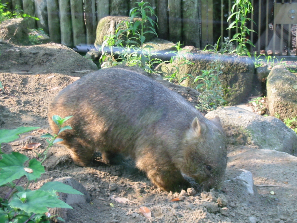 ウォンバット掲示板