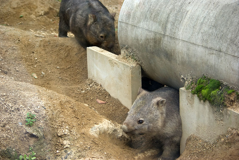 ウォンバット掲示板