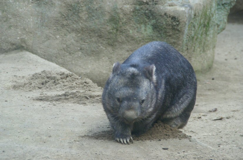 ウォンバット掲示板